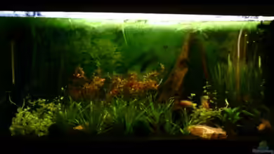 Becken 4106 von Nicole Helal