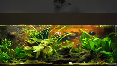 Becken 4108 von nightdiver