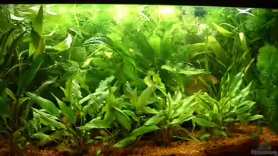 Becken 4129 von Georg Kohlisch