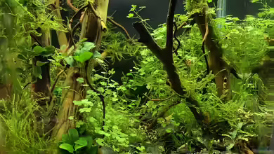 Becken 41327 von Oliver Bartels