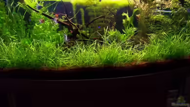 Becken 4150 von Sven Biermann