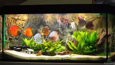 Becken 4158 von Friedrich Straßl