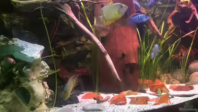 Becken 41613 von Footloose