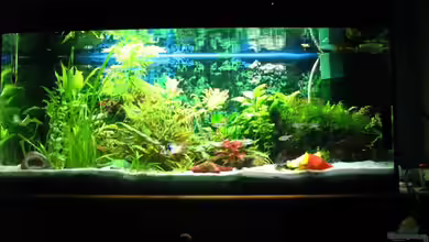 Becken 4197 von DerWolf