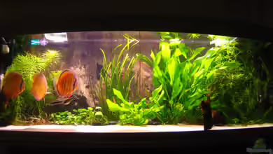 Becken 4262 von aruoffa