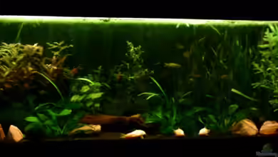 Becken 4326 von Nicole Helal