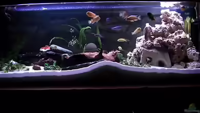 Becken 4355 von Thomas Wolf