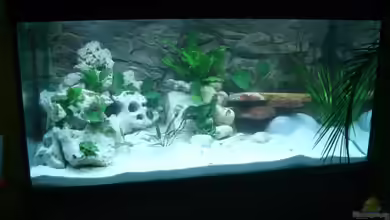 Becken 4378 von Henni Dampf