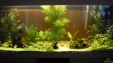 Becken 4379 von Bulsti