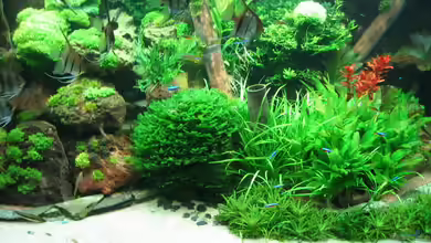 Becken 4417 von Thomas Johansson