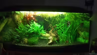 Becken 4427 von Mellie