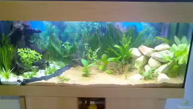 Becken 4430 von Sven Peter