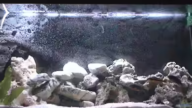 Becken 445 von Ali Simsek