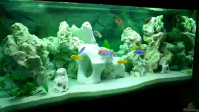 Becken 446 von Mario Gerber