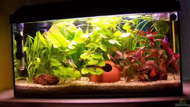 Becken 4478 von jhgfsjgfhl