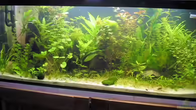 Becken 4502 von Markus Fuchs