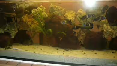 Becken 4587 von Sascha Kath