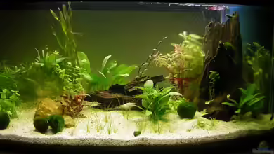 Becken 4694 von Ronny Meyer