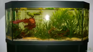 Becken 4716 von Dennis Niemeier