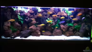 Becken 4763 von Ismail Korkmaz