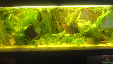 Becken 4778 von Stefan Scharmacher