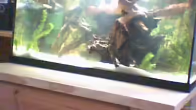 Becken 4794 von Jimmy McBride