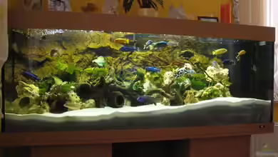 Becken 4795 von Gabriel Lechner