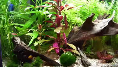 Becken 4841 von Renate Schmitz