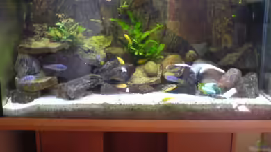 Becken 4867 von Dommi