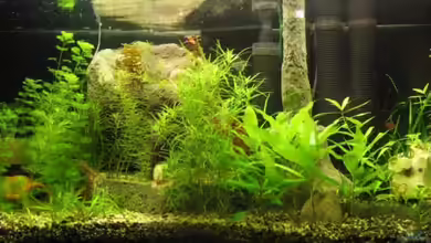 Becken 4881 von Engelbert Rupnow