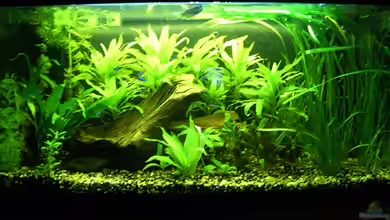 Becken 4943 von Ratz