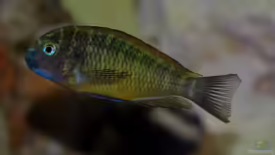 Becken 496 von Marcus Schneider