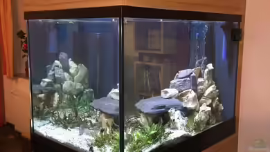 Becken 5002 von PE_KI