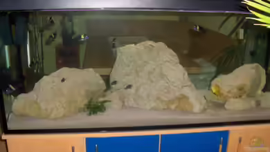 Becken 5049 von Kevin Passing