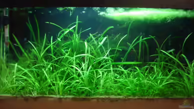 Becken 5127 von Markus Rausch