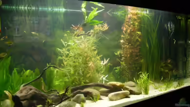 Becken 5133 von Adamov