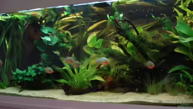 Becken 5206 von Crenii