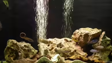 Becken 522 von Rihtarsic Bojan