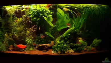 Becken 5224 von Andreas Weiler