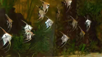 Becken 5231 von Irene Kotowski