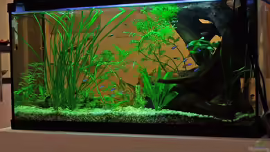 Becken 5234 von Martin Bagar