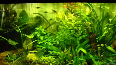 Becken 5283 von Jack Kiesede