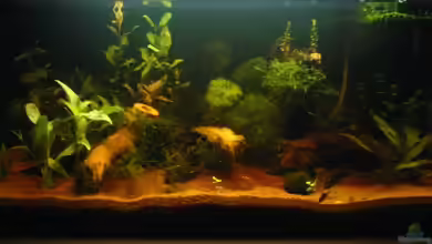 Becken 5323 von Heike Wech