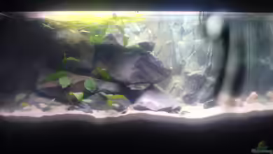 Becken 5446 von Stefan Scharmacher