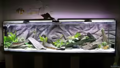 Becken 5453 von Kiraly Tamas