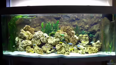 Becken 5460 von Markus Hütte