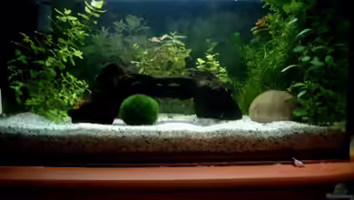 Becken 5469 von Diana Wolff