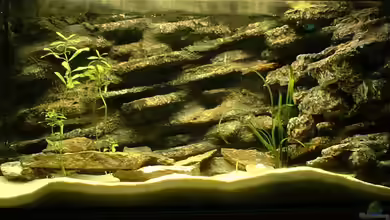 Becken 549 von Patrick Rall