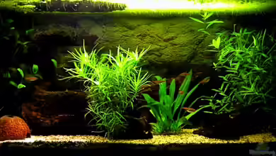 Becken 5627 von Thomas Gläsel