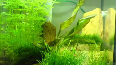 Becken 5643 von Alexander Müller